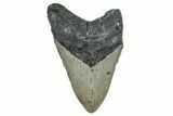 Fossil Megalodon Tooth - North Carolina #349356-1